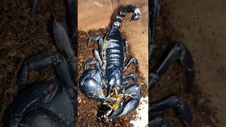 Asian forest scorpion Heterometrus spinifer eats black cricket [upl. by Dorsey]