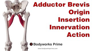 Adductor Brevis Anatomy [upl. by Adnwahsat]