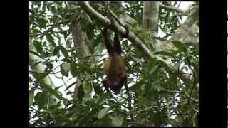 Singe Hurleur du Costa Rica [upl. by Aneerb]