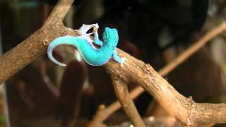 lygodactylus williamsi SANY0955MP4 [upl. by Allred]