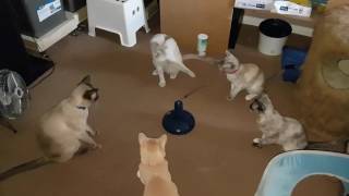 Five of six of my Tonkinese cats enjoying taking turns to play [upl. by Bandur]