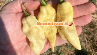 SemiStraniit  Habalokia White Pepper  Habanero x Bhut Jolokia [upl. by Jung207]