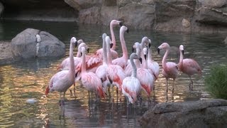 Flamingos Move into Their New Habitat [upl. by Assirok]