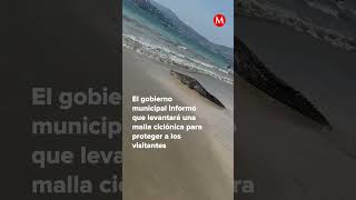 Cocodrilo en playa de Zihuatanejo causa gritos y pánico milenioshorts [upl. by Raffo]