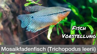 Mosaikfadenfisch Trichopodus leerii  Liquid Nature Fisch Vorstellung [upl. by Adnofal727]