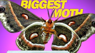 Cecropia Moth  9 Moths in Slow Motion [upl. by Kassi]