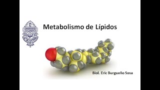 Transporte de ácidos grasos y Beta oxidación [upl. by Ecidna]