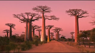 MADAGASCAR Baobab Alley amp Baobab in Love Amazing Planet 4K 2022 [upl. by Eddina]