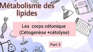 métabolisme des lipides corps cétonique Cétogenèse cétolyse [upl. by Adnolohs]