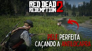 Caçando a ANTILOCAPRA PERFEITA localização no mapa  Red Dead Redemption 2 COMPÊNDIO 107 [upl. by Bergren672]