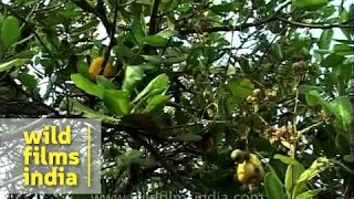 Cashewnut tree with fruit [upl. by Eveneg661]