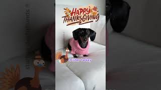 Gobble gobble song starboxdachshunds buttercupstarbox starbox dachshund wienerdog fun [upl. by Chariot161]