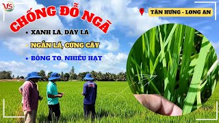 CHỐNG ĐỖ NGÃ TRÊN GIỐNG LÚA OM5451 DÀY LÁ XANH LÁ [upl. by Topping625]