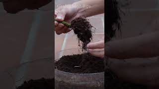 GardeningTipsIdeas Garden Tips Ideas [upl. by Neal]