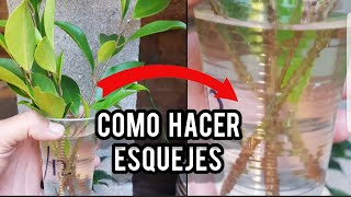 COMO HACER ESQUEJES DE FICUS  TIGER BARK 🔴 BONSAI ✔SUPER FÁCIL [upl. by Akerahs292]