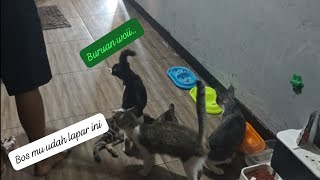 Rutinitas sebelum kerja mereka harus kenyang dulu kucinglucuiimut catlover [upl. by Annam]