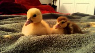 Ducklings eating on my bed up close and personal [upl. by Arianie125]