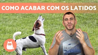 Como fazer o cachorro parar de latir 🐶🗯️ 3 dicas eficazes [upl. by O'Connell]