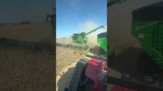 2024 Soybean Harvest [upl. by Pizor]