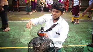 PELEPASAN BURUNG DAN IKAN [upl. by Nerland]