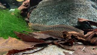 Gymnothorax polyuranodon  Freshwater moray  Süßwassermuräne [upl. by Lu263]