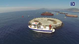 AQUA Lavagna  orate e branzini allevati in mare aperto nel Golfo del Tigullio [upl. by Oneal320]