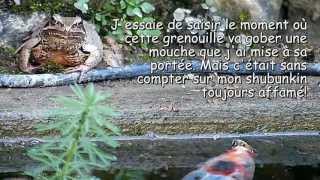 Ralenti vidéo Un grenouille rousse gobe une mouche  Slow motion video A red frog swallows a fly [upl. by Johst]