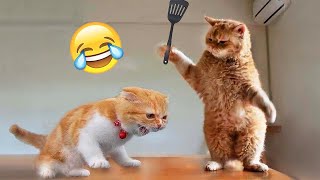 Los Videos de Perros y Gatos Más Divertidos 😹🐶 Parte 526 [upl. by Patnode]