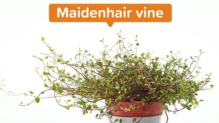 Communicating mistrust and solitudeMaidenhair Vine [upl. by Ingmar]