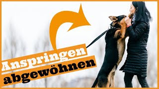 Hund Anspringen abgewöhnen I 3 einfache Tipps um das Anspringen schnell zu stoppen [upl. by Towney]