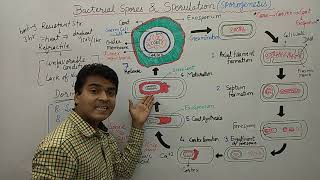 Bacterial Spore  Endospore Formation  Sporulation  Bacterial Spore Germination amp Formation  MCQ [upl. by Pardew450]