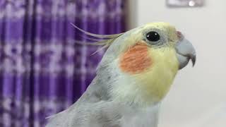 cockatiel singing nonstop🎤 cockatiel chirping amp talking  pikupapai [upl. by Naus]