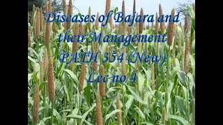 Diseases of Bajara and their Management PATH 354 New Lec no 4 [upl. by Aubin]