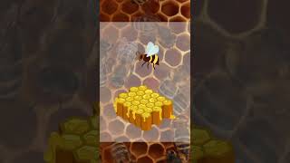 ¿Sabes cómo producen la miel las abejas 🐝​🍯​ [upl. by Kcirdorb71]