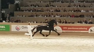 Beart 411 Hengstenkeuring 2017 Faderpaard Friesian horse [upl. by Arch]