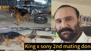 King x sony 2nd mating doneGerman shepherd mattingdog matting videowalabhai beautifulgsd pets [upl. by Menendez]