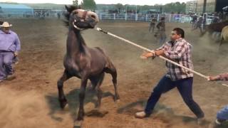 2 Wild Horse Races  2017 Miles City Bucking Horse Sale [upl. by Ethelred]