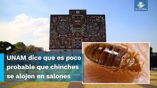 UNAM niega la presencia de chinches en sus instalaciones [upl. by Paza223]