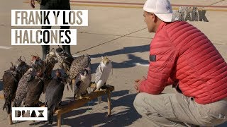 Así es el trabajo de los cetreros y los halcones de la base aérea de Torrejón de Ardoz  Wild Frank [upl. by Aicenra378]