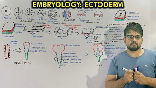 Neurulation and Organogenesis from Ectoderm  Embryology of Ectoderm [upl. by Kashden148]