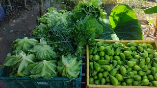 Mega Colheita De Berinjela Jiló Pimentão Alface Americana Alface Crespa Cheiro Verde Coentro [upl. by Frick]