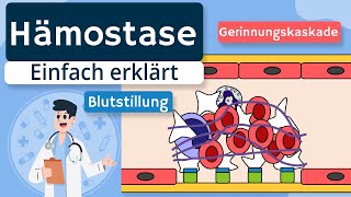 Primäre und sekundäre Hämostase Blutstillung  Blutgerinnung  Gerinnungskaskade einfach erklärt [upl. by Candice106]