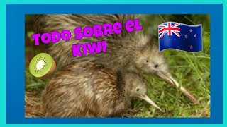 Todo Sobre el Kiwi Apteryx 🇳🇿🥝😯 [upl. by Ennavoj541]