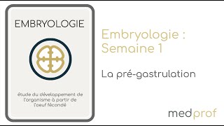 Embryologie  La prégastrulation [upl. by Grefer]