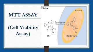 MTT ASSAY Cell Viability Assay [upl. by Sulokcin]