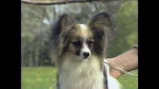 Papillon  AKC Dog Breed Series [upl. by Occer]