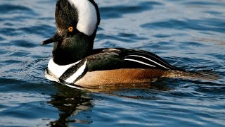 Hooded Merganser enhanced audio [upl. by Alian277]