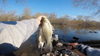 Fishing Roadside River Bend for White Bass Bonus Catch [upl. by Norrehs]