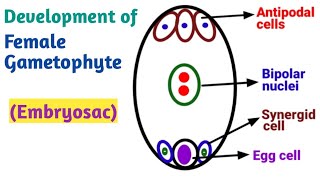 Development of Female gametophyte Embryo Sac  Reproduction in Lower and Higher Plants [upl. by Nylsoj]