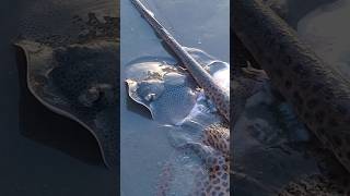 Stingrays Karachi foryou viralvideo babyshark stingray shorts [upl. by Aicil]